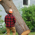 The Ultimate Guide To Stump Removal In Scottsdale, AZ: Why it's Essential For Home Inspections